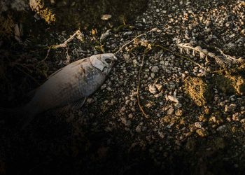 The Global Economy is Endangered by Biodiversity Loss