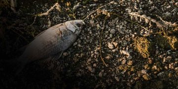 The Global Economy is Endangered by Biodiversity Loss