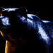 Is DogWifHat (WIF) The “Most Bearish” Of All Major Meme Coins?