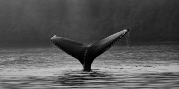 POPCAT Jumps 20% As Whales Load Their Bags