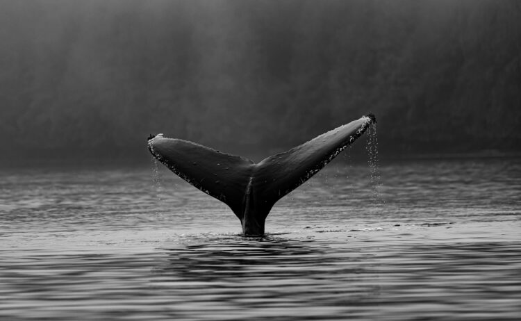 POPCAT Jumps 20% As Whales Load Their Bags