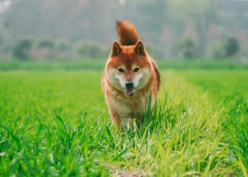 Shiba Inu Whale Action Hints At Explosive 7,000% Growth