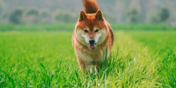 Shiba Inu Whale Action Hints At Explosive 7,000% Growth