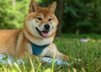 Dogecoin Jumps 16% In The Last Week: More Gains To Come?