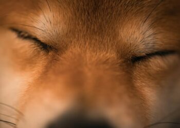 Floki Inu Warning: Analyst Says ‘Prepare For The Crash’