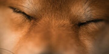 Floki Inu Warning: Analyst Says ‘Prepare For The Crash’