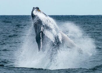 Long-Silent Bitcoin Whale Resurfaces After 10 Years As BTC Nears $69,000