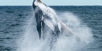 Long-Silent Bitcoin Whale Resurfaces After 10 Years As BTC Nears $69,000