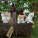 MEW Hits $1B Market Cap After New ATH, Cat Season Arrived?