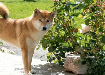 Neiro Breaks Above Key Level After 10% Drop, Is $0.0020 Next?