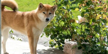 Neiro Breaks Above Key Level After 10% Drop, Is $0.0020 Next?