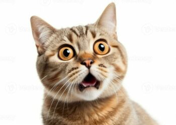 POPCAT Breakout Sparks Whale Buying Frenzy Near Peak Levels