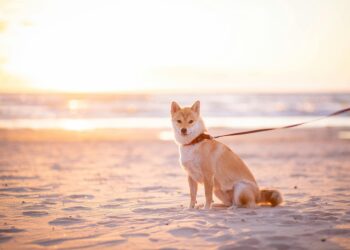 Shiba Inu Could Surge 340%, Echoing Its 2021 Peak —Analyst