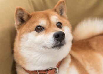 Shiba Inu On The Brink Of A 400% Rally, Analyst Says