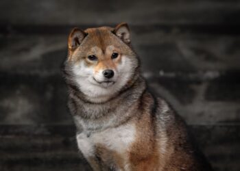 Shiba Inu Soars: Analyst Predicts 71% Rally In ‘Meme Super Cycle’ – Details
