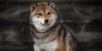 Shiba Inu Soars: Analyst Predicts 71% Rally In ‘Meme Super Cycle’ – Details