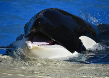 Whales Accumulate 40 Million XRP In 48 Hours