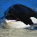 Whales Accumulate 40 Million XRP In 48 Hours
