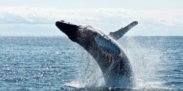 Whales Hit All-Time High Bitcoin Holdings At 670,000