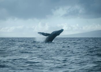 Bitcoin Whales Playing It Safe? Addresses Holding 1,000+ BTC Decline Ahead Of US Elections