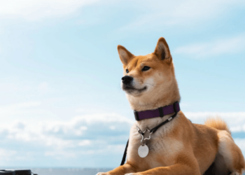 Dogecoin Price Hits New 2024 High