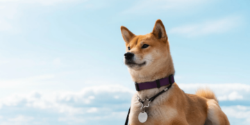 Dogecoin Price Hits New 2024 High