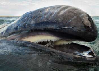 Is $10 Within Reach For Cardano? Whale Moves Signal Rally