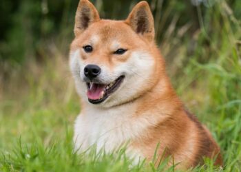 Is A $100 Billion Market Cap Next?