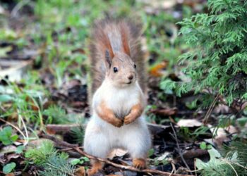 PNUT Climbs 200% For Fresh ATH After Elon Musk Tweet