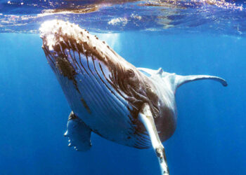 Whale Alert: XRP Accumulation Reaches 5-Year Peak