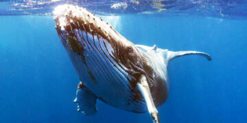 Whale Alert: XRP Accumulation Reaches 5-Year Peak