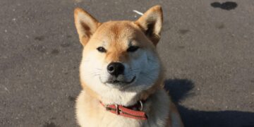 Dogecoin Price Forecast Soars To $20