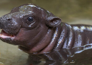 Moo Deng Crypto Climbs 70% On Buterin’s Backing