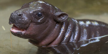 Moo Deng Crypto Climbs 70% On Buterin’s Backing