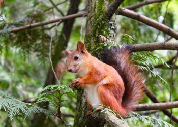 PNUT Memecoin Drops 10% After Legal Warning To Binance