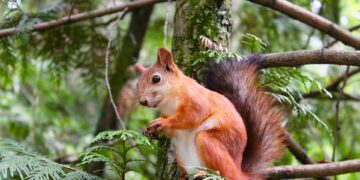 PNUT Memecoin Drops 10% After Legal Warning To Binance