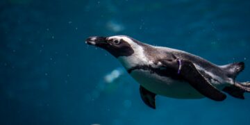 Solana Memecoin PENGU Flips BONK Amid Whale Accumulation