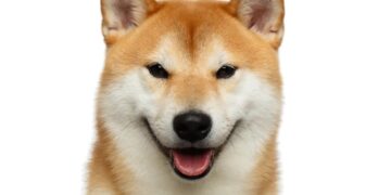 Shiba Inu Builds Momentum: ‘Monster’ Price Move Coming—Analyst