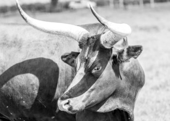 Analyst Says The Bull Run Isn’t Over