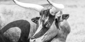 Analyst Says The Bull Run Isn’t Over